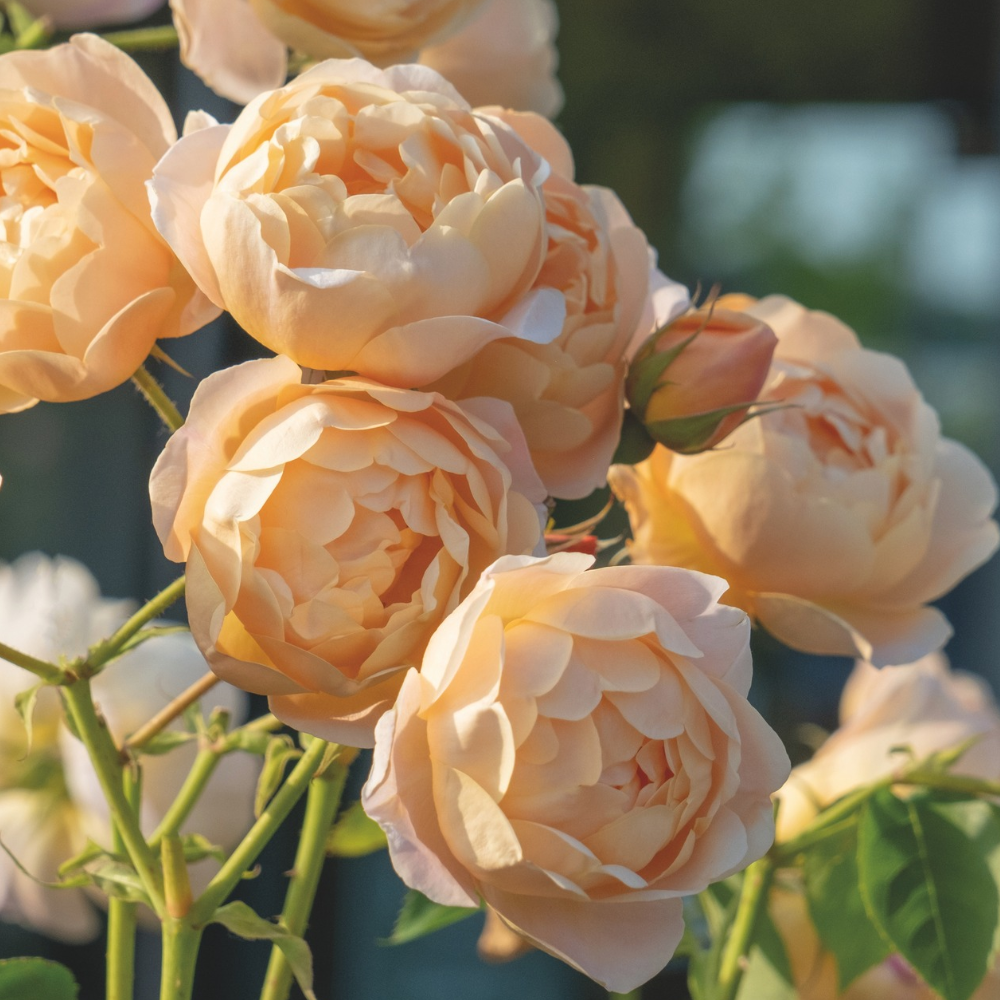 Apricot & Orange Rose Collection