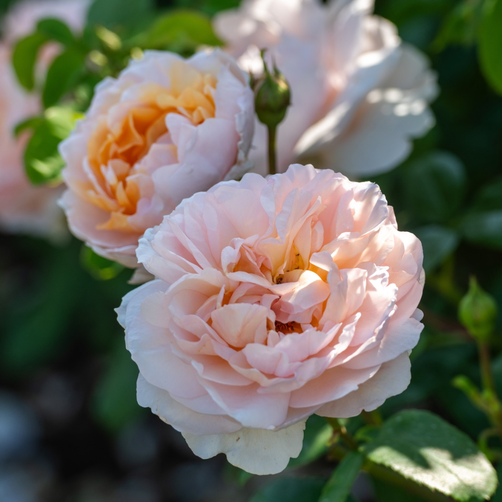 Apricot & Orange Rose Collection