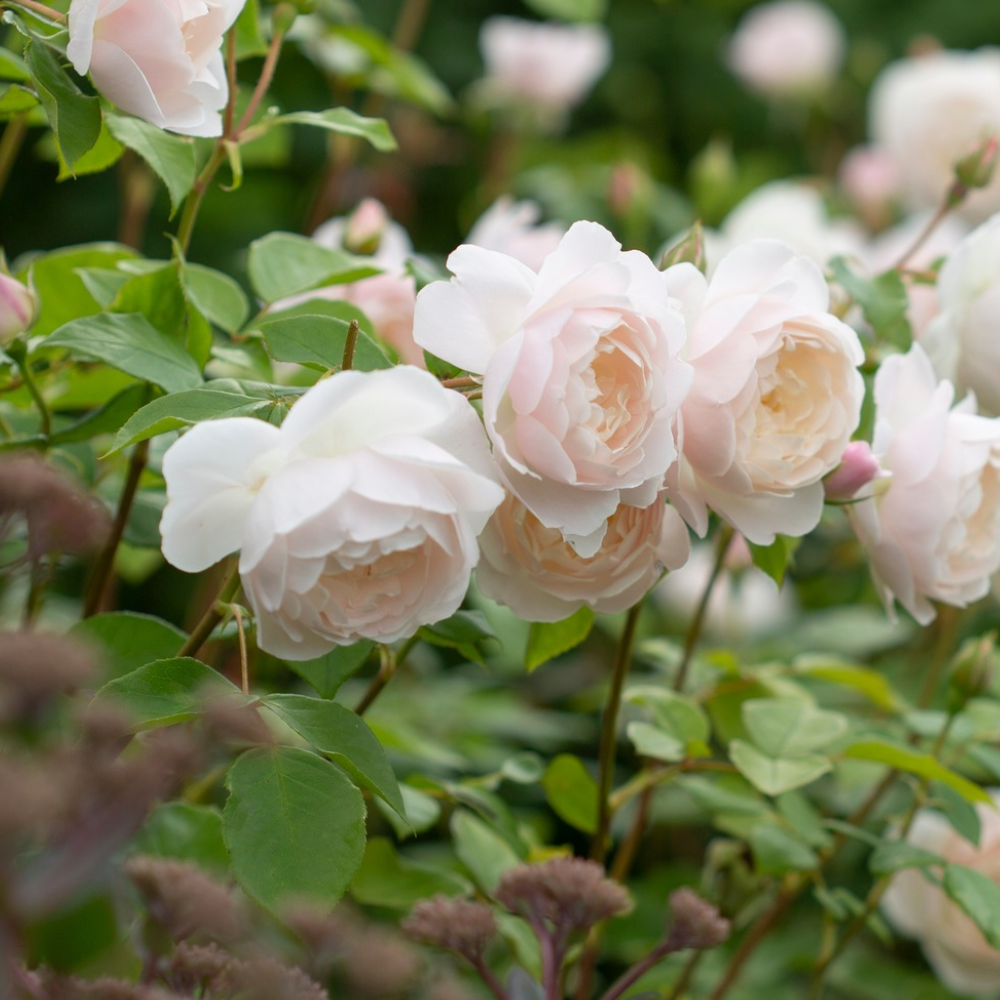 White Rose Collection