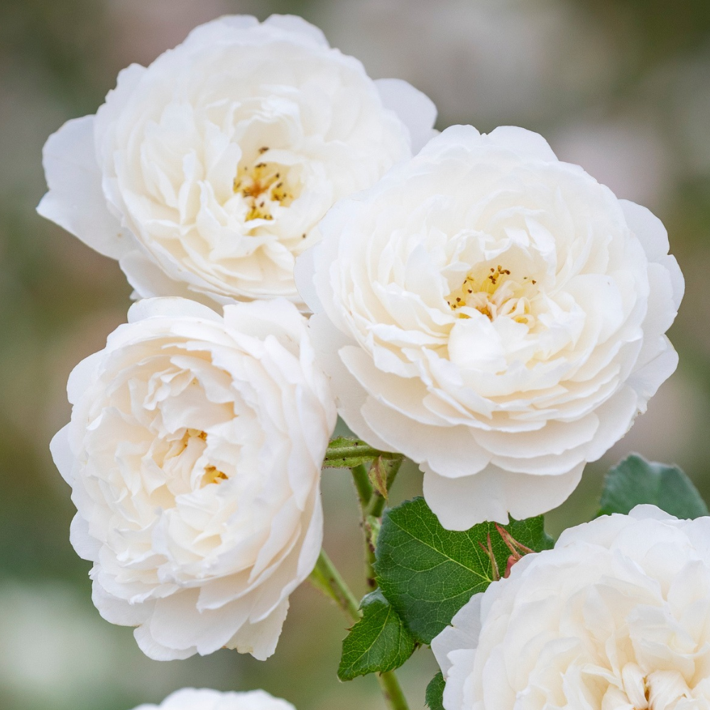 White Rose Collection