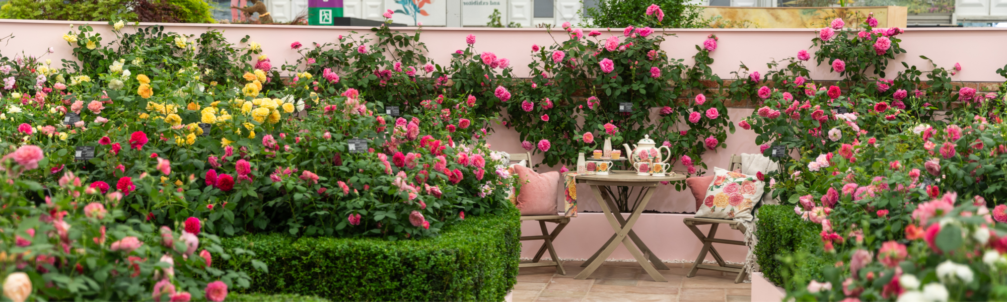 David Austin Roses stand at RHS Chelsea Flower Show 