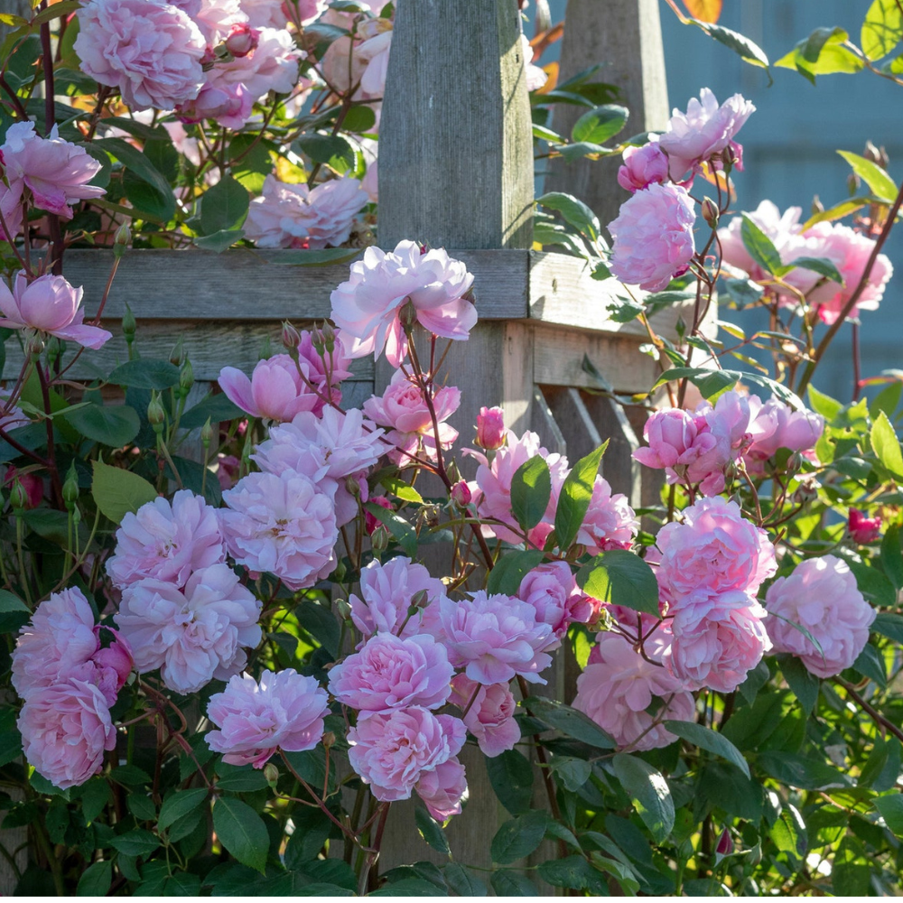 Climbing Rose Collection