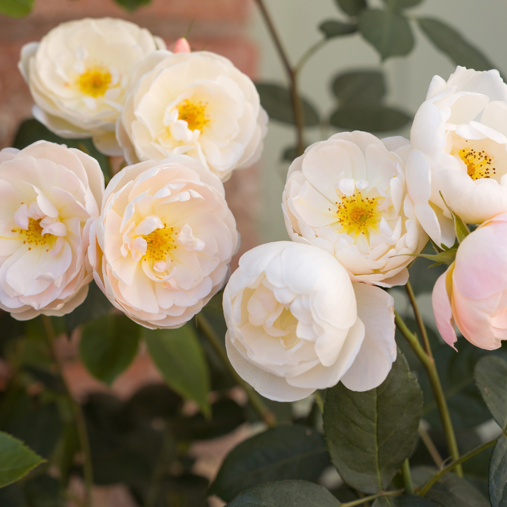 Bee-Friendly Rose Collection