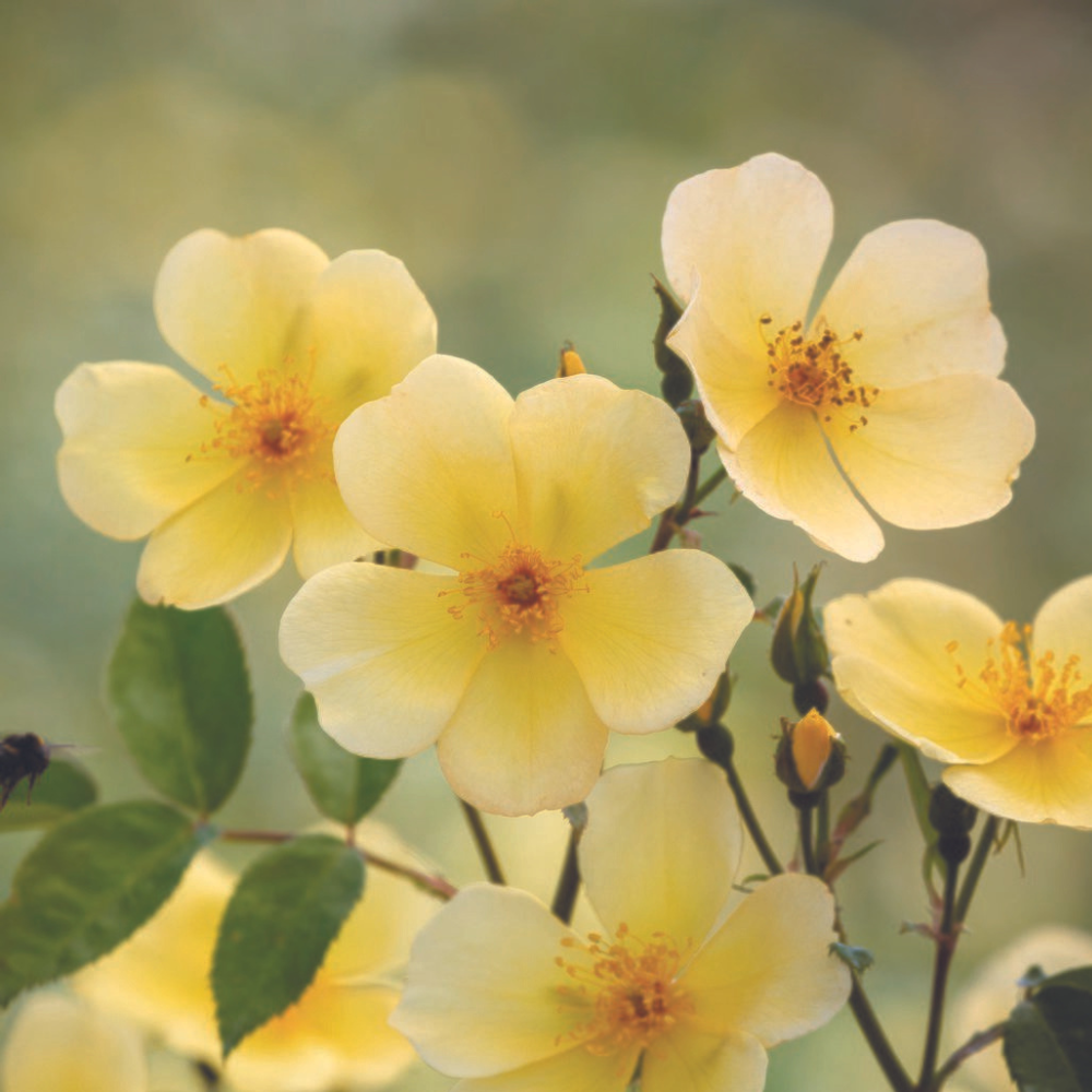 Bee-Friendly Rose Collection