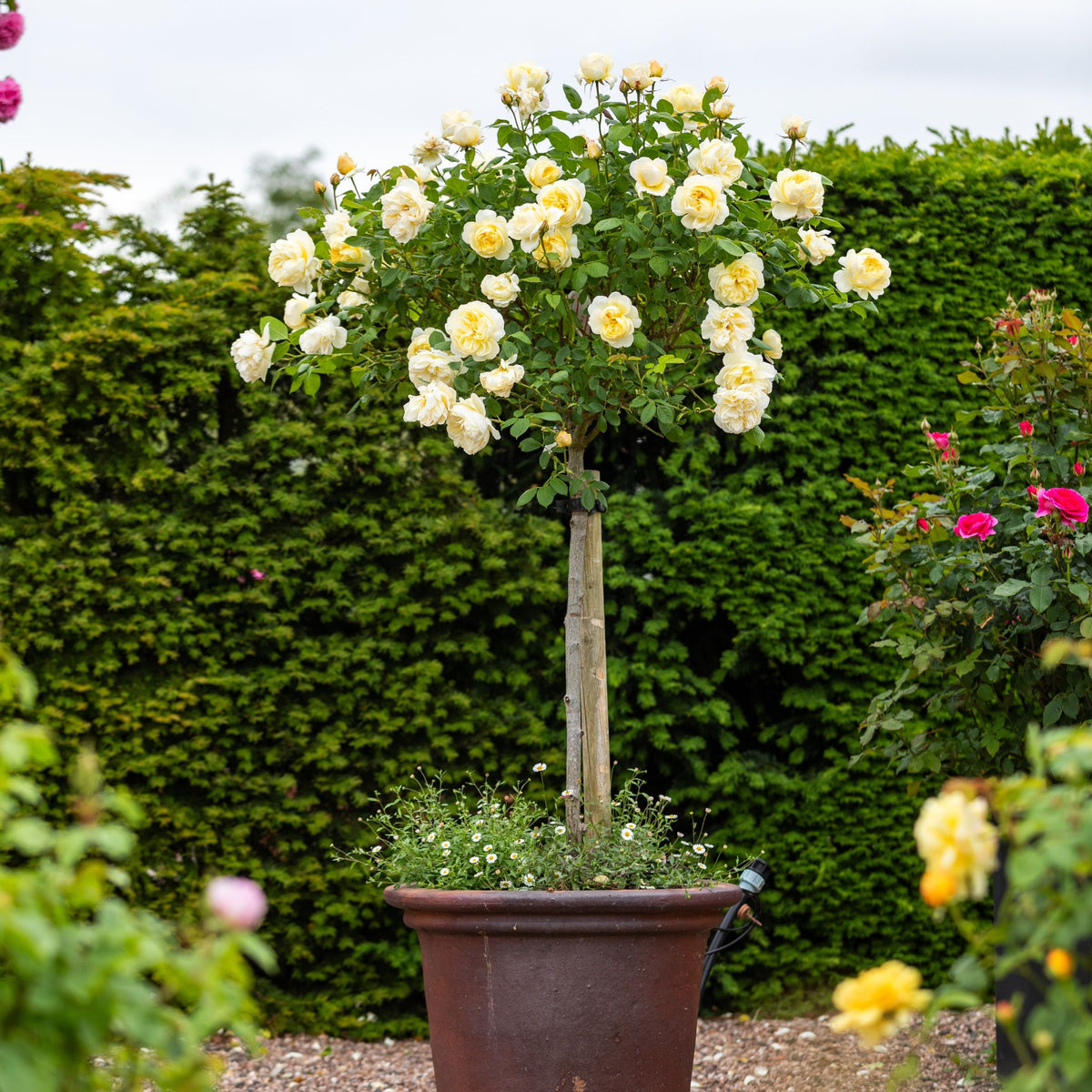 Tall Tree Roses Standard Tree Roses | Rose Trees | David Austin Roses