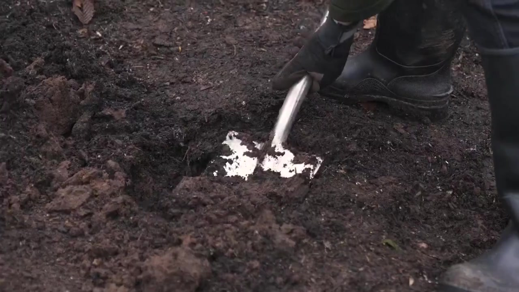 Plant Your Potted Standard Tree Rose With Ease