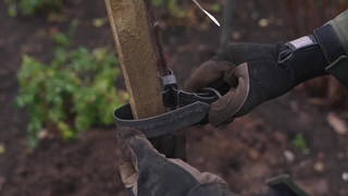 Plant Your Potted Standard Tree Rose With Ease