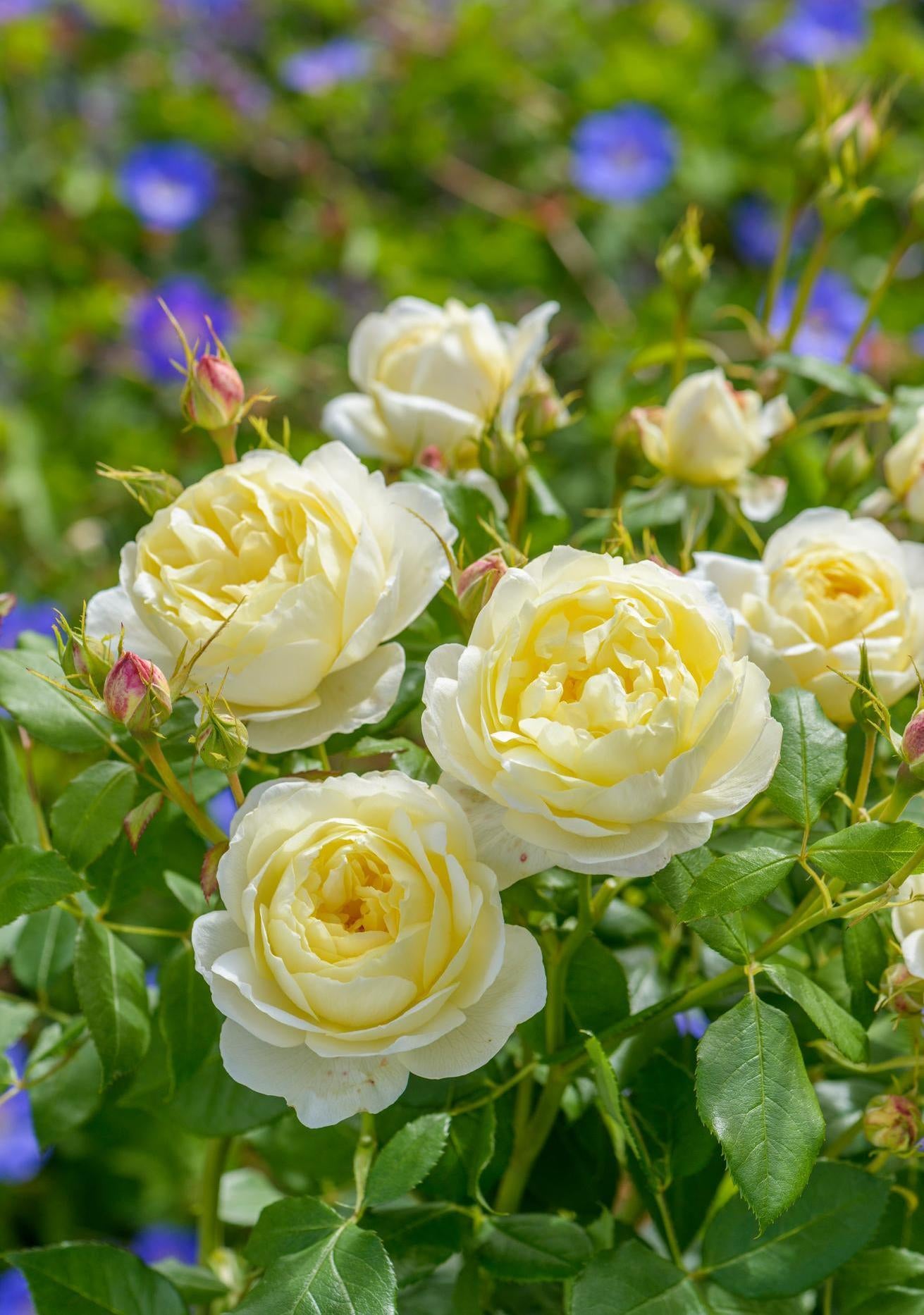 Vanessa Bell yellow rose bred by David Austin