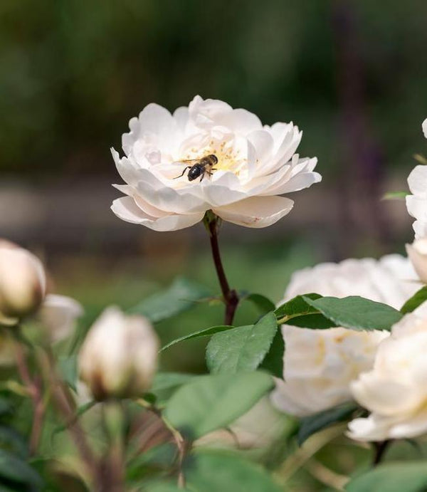 English Roses from David Austin Roses | Bare Root & Potted Plants