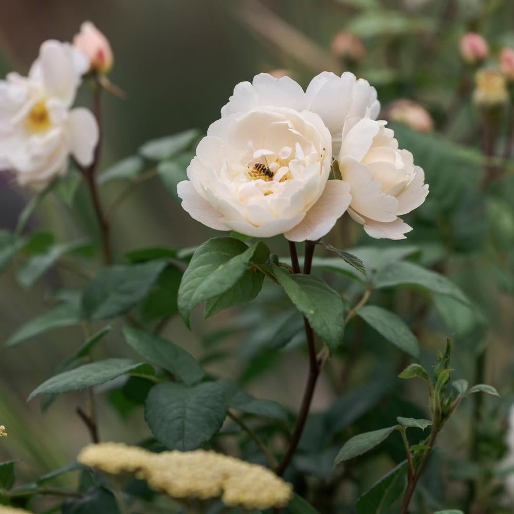 Sir David Beckham white English rose with a bee on the flower
