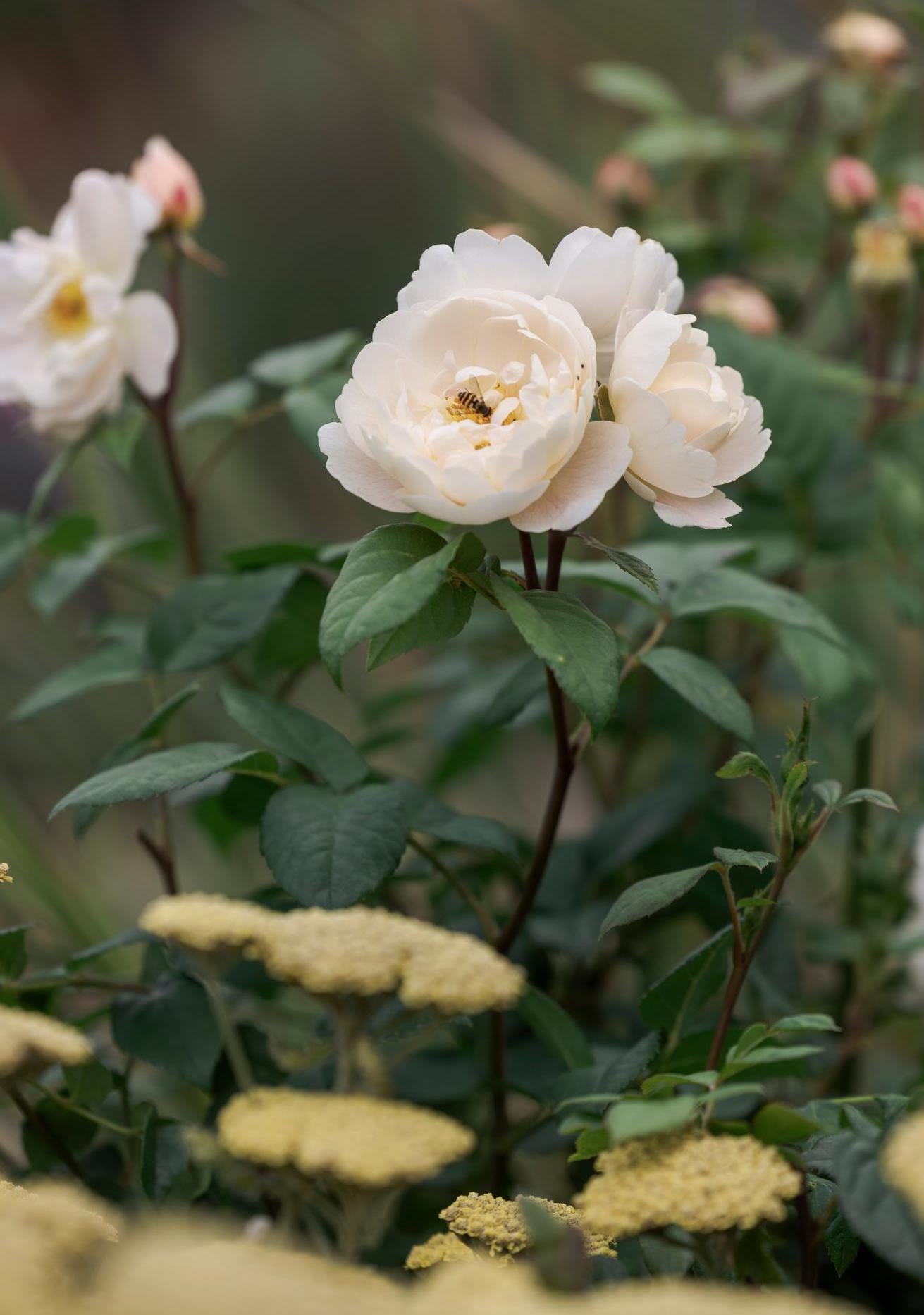 Sir David Beckham white rose bred by David Austin