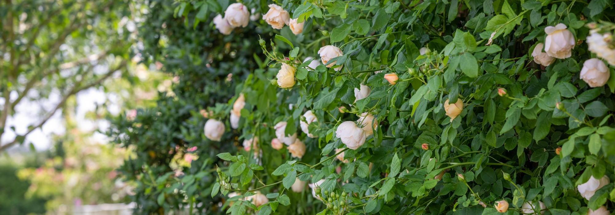 Wollerton_Old_Hall rose bred by David Austin growing up a wall