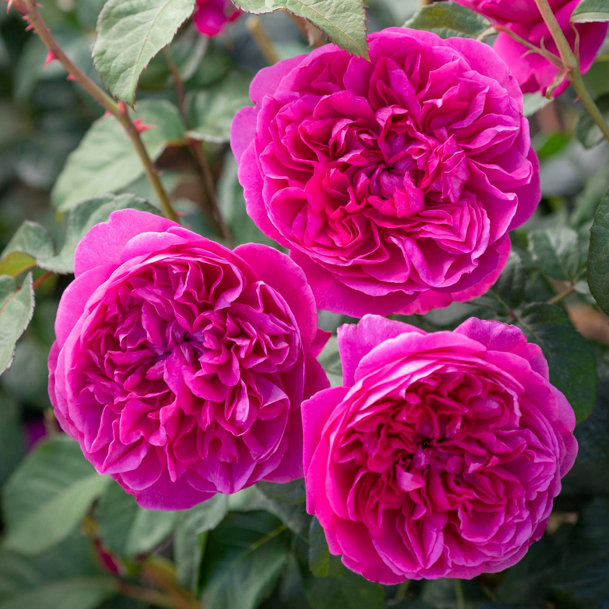 Deep Pink Roses | David Austin Roses