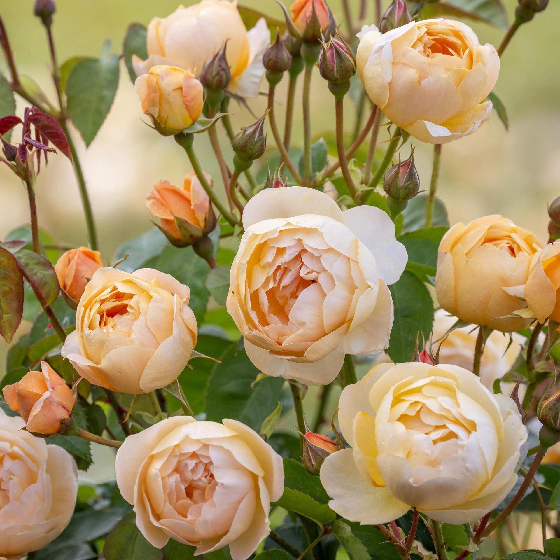 How to Care for Roses in Pots | David Austin