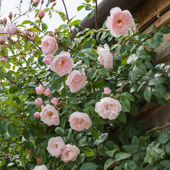 Climbing Roses