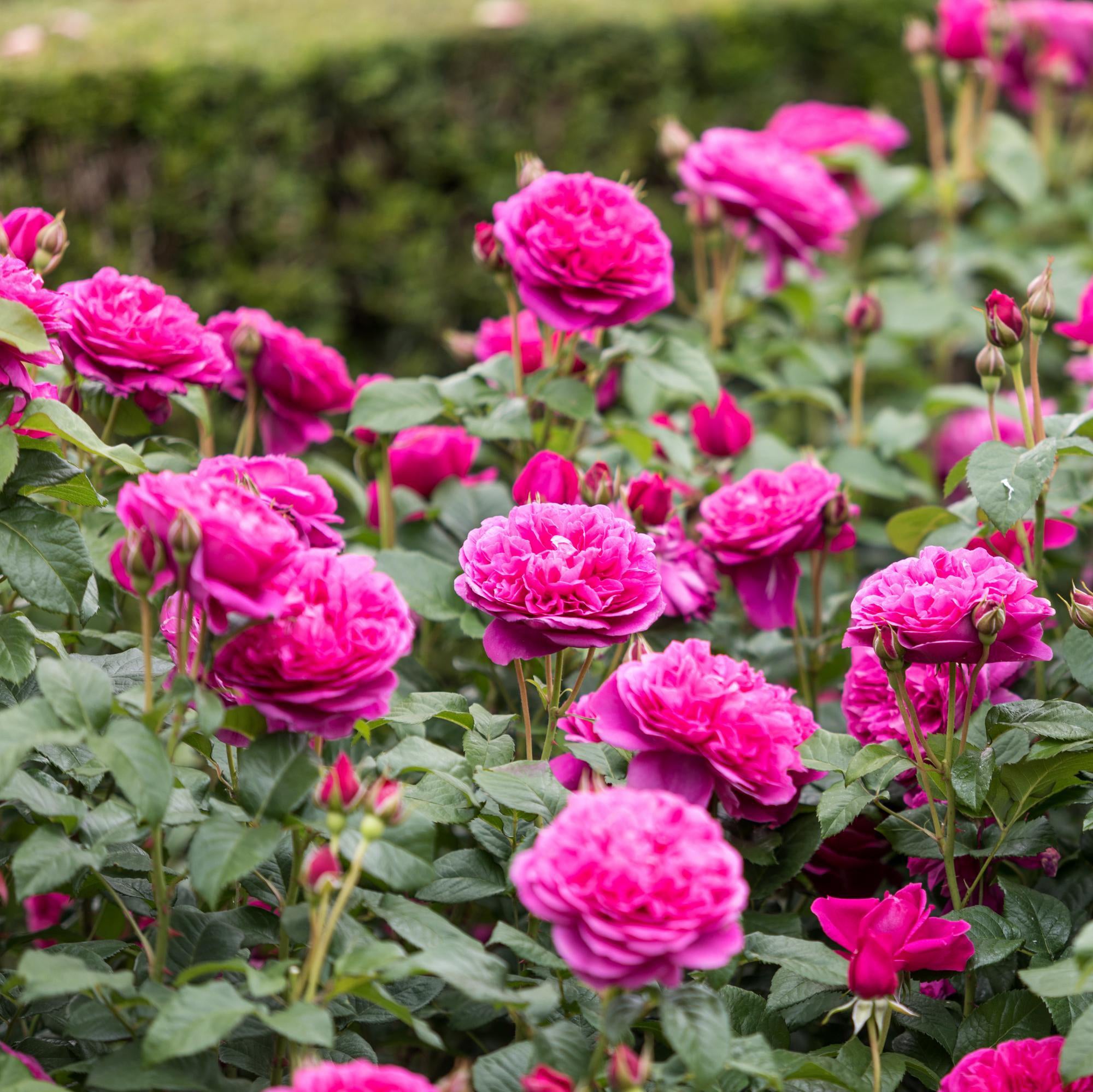 Inglish Roses James L. Austin (Auspike) | English Shrub Rose | David Austin Roses