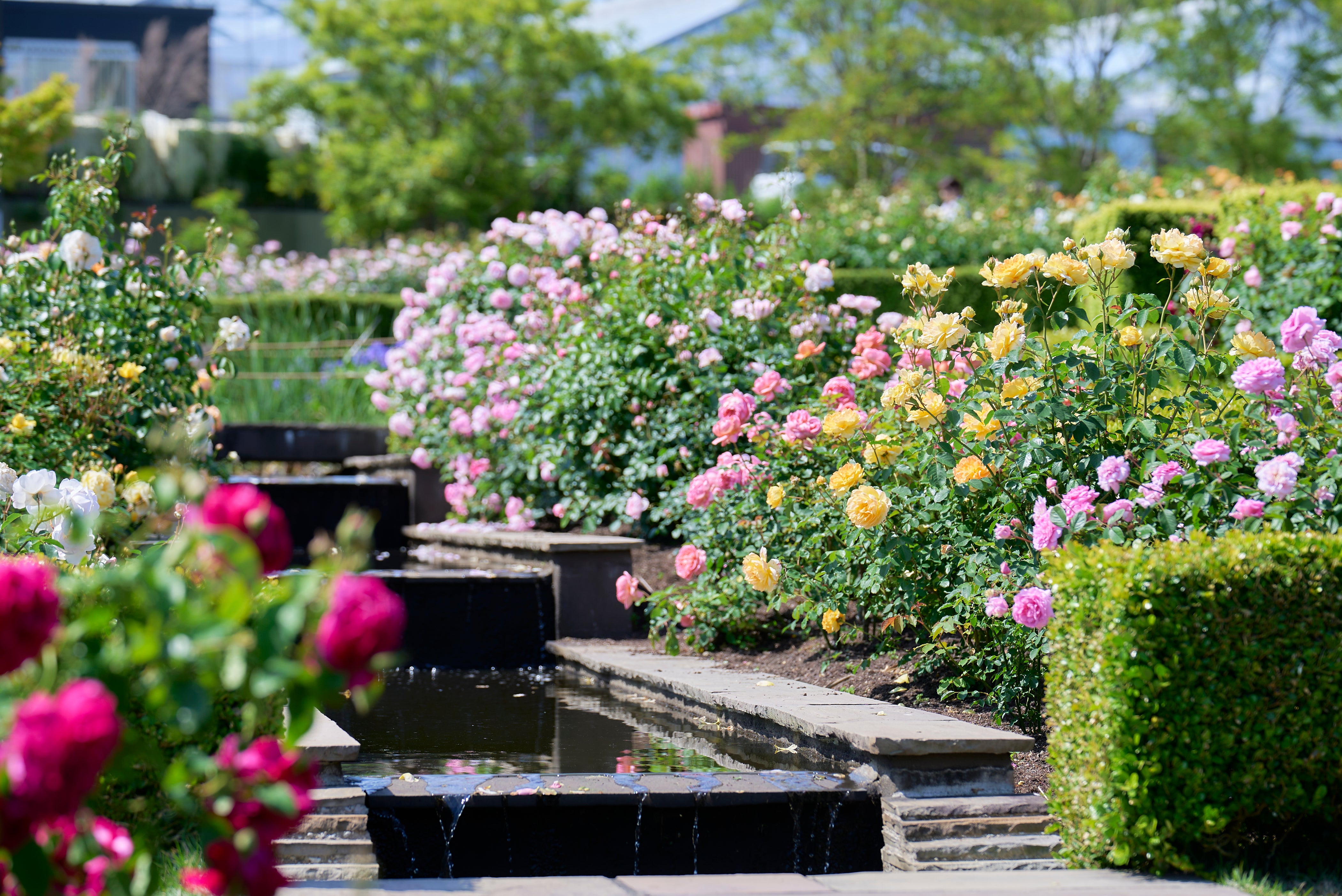 David Austin roses in Japan