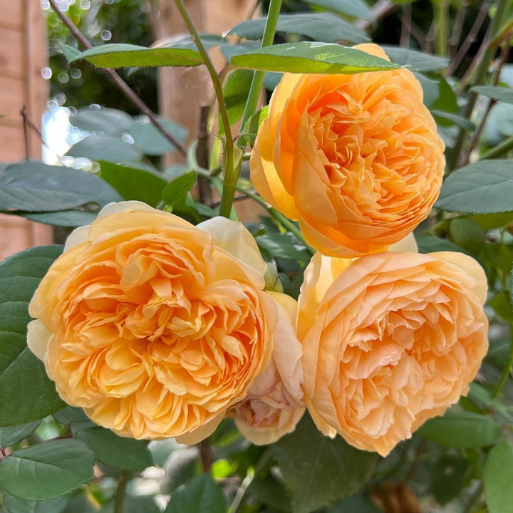 Repeat Flowering Roses | David Austin Roses