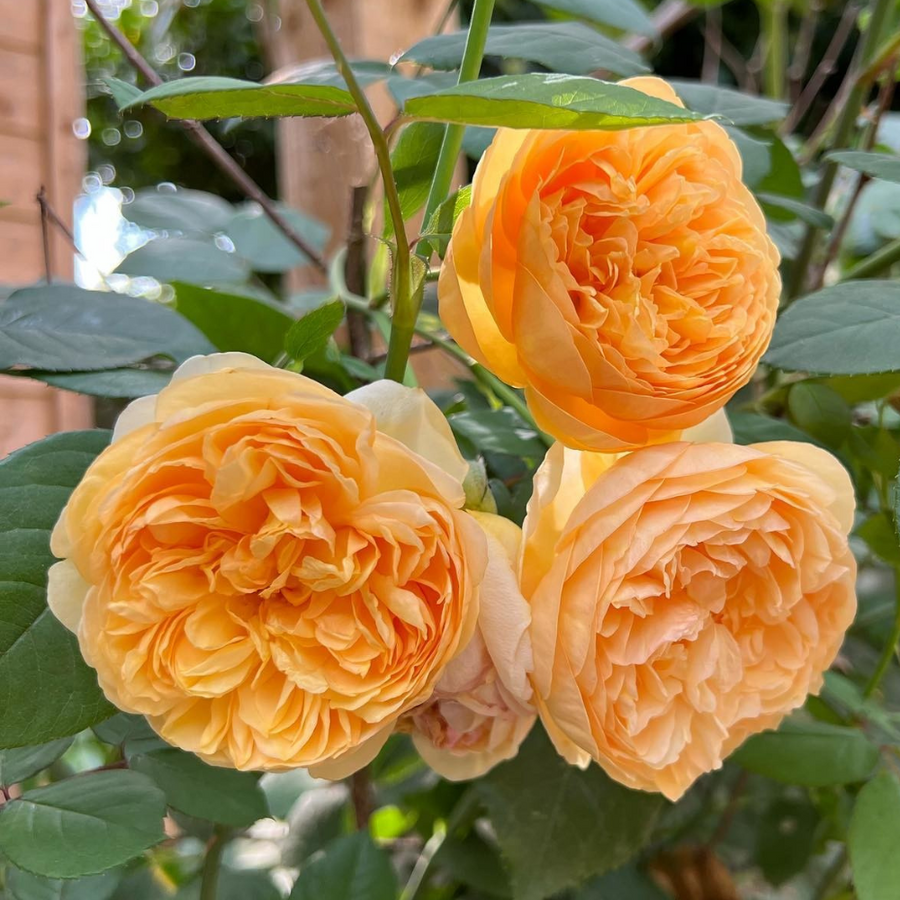Repeat Flowering Roses | David Austin Roses