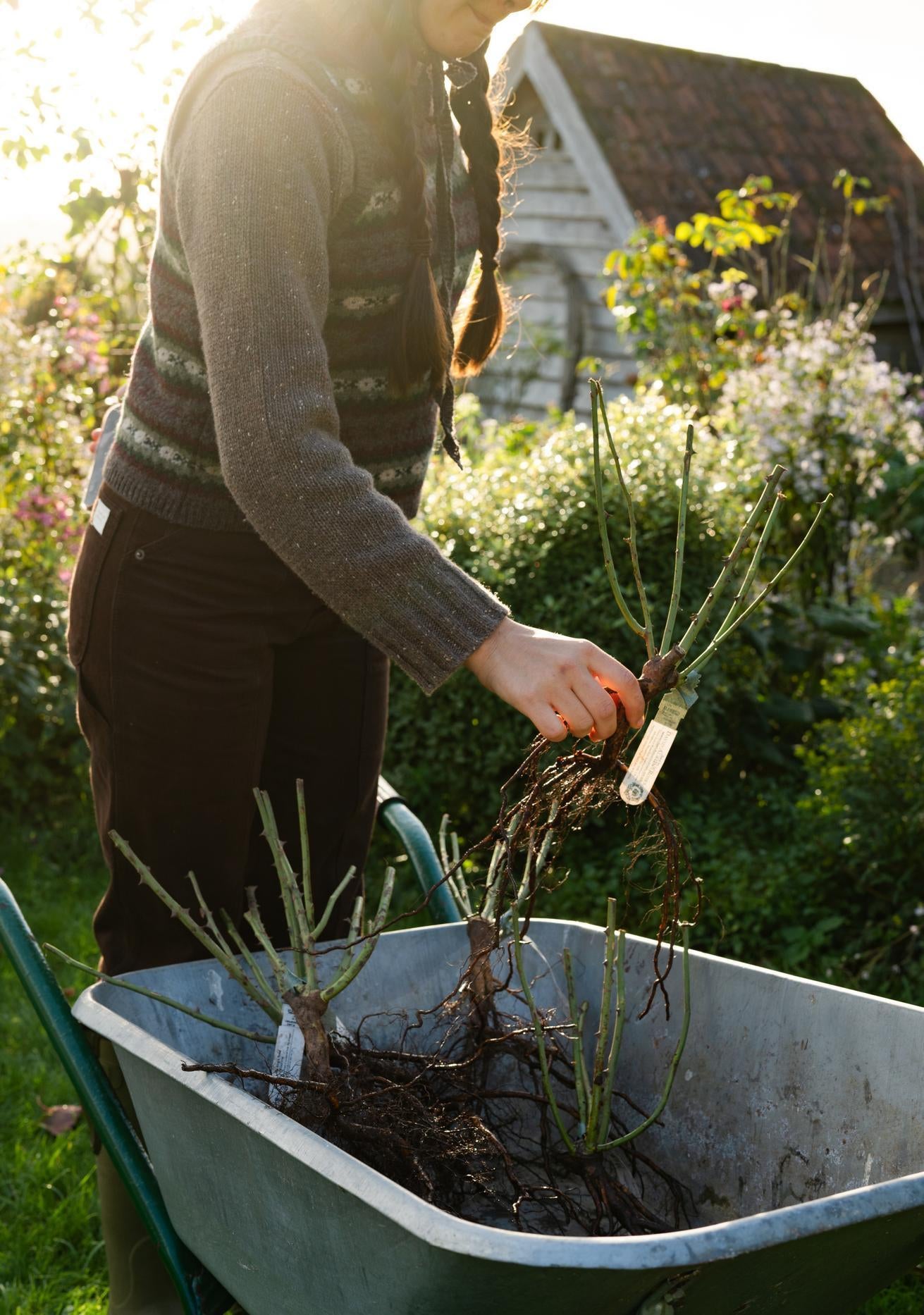 Woman holding a bare root rose
