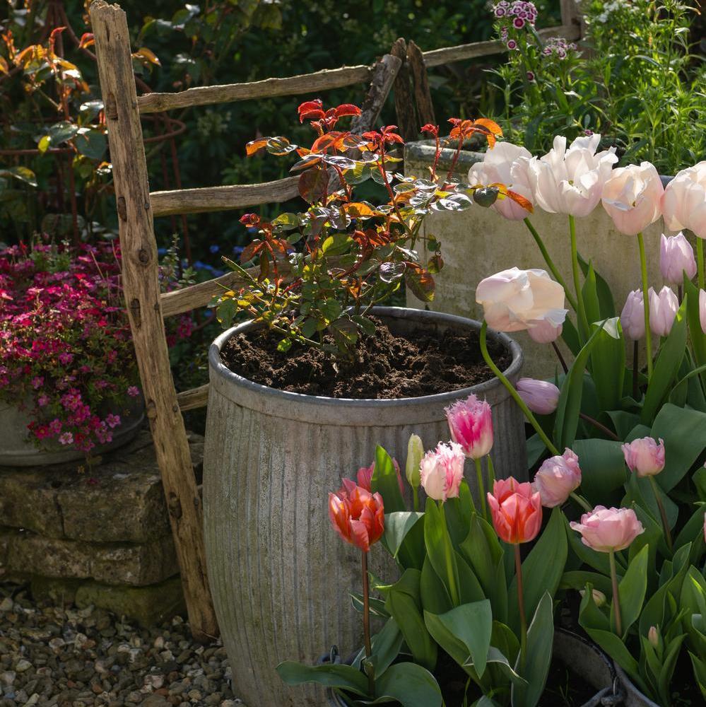 David Austin rose planted in a pot
