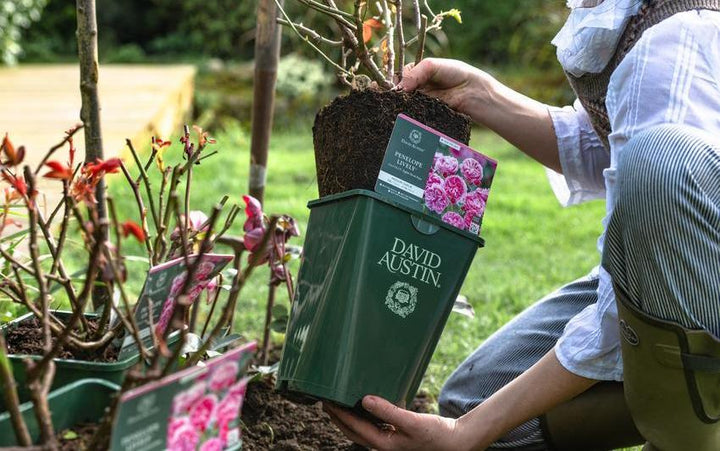 Planting Potted Roses: Step-by-Step for Gardens and Pots | David Austin
