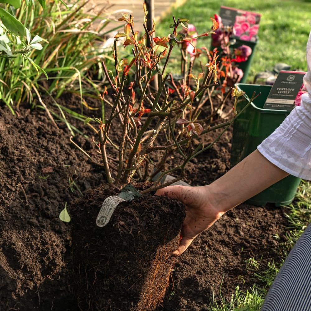 Person planting a potted rose in the ground