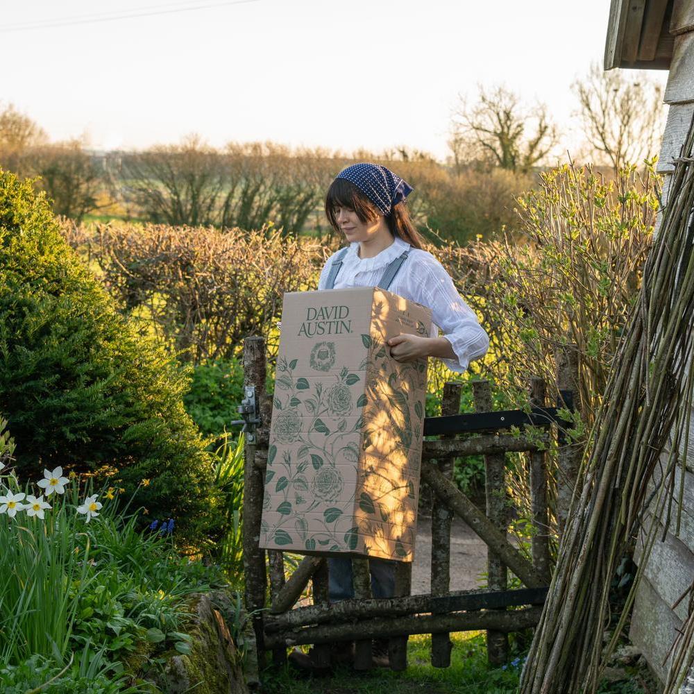 Woman carrying a David Austin box in a garden setting