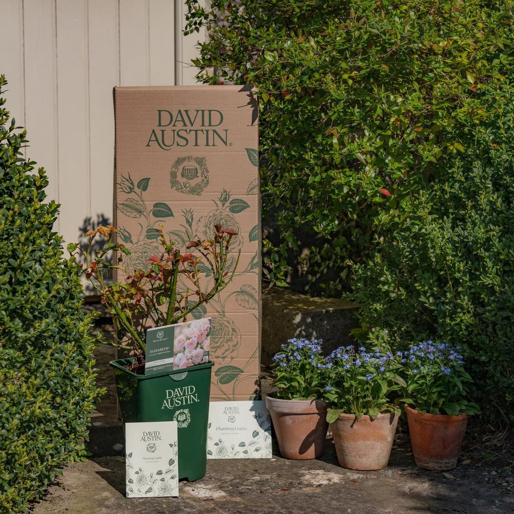 David Austin rose with packaging outside a cottage door