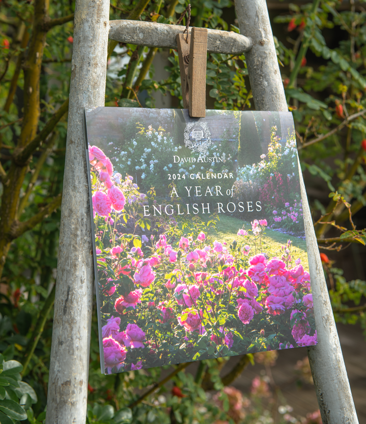 English Roses from David Austin Roses Bare Root & Potted Plants
