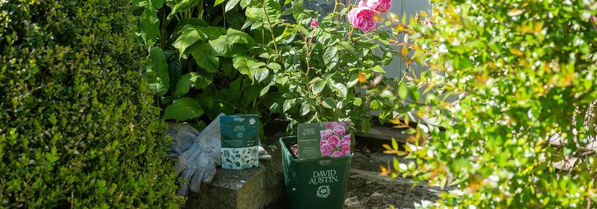 Planting Potted Roses: Step-by-Step for Gardens and Pots | David Austin