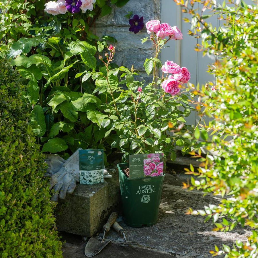 Planting Potted Roses: Step-by-Step for Gardens and Pots | David Austin