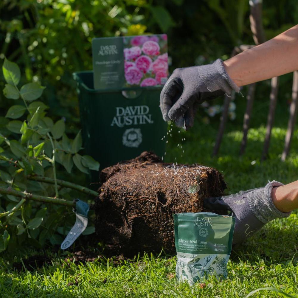 David Austin® Mycorrhizal Fungi