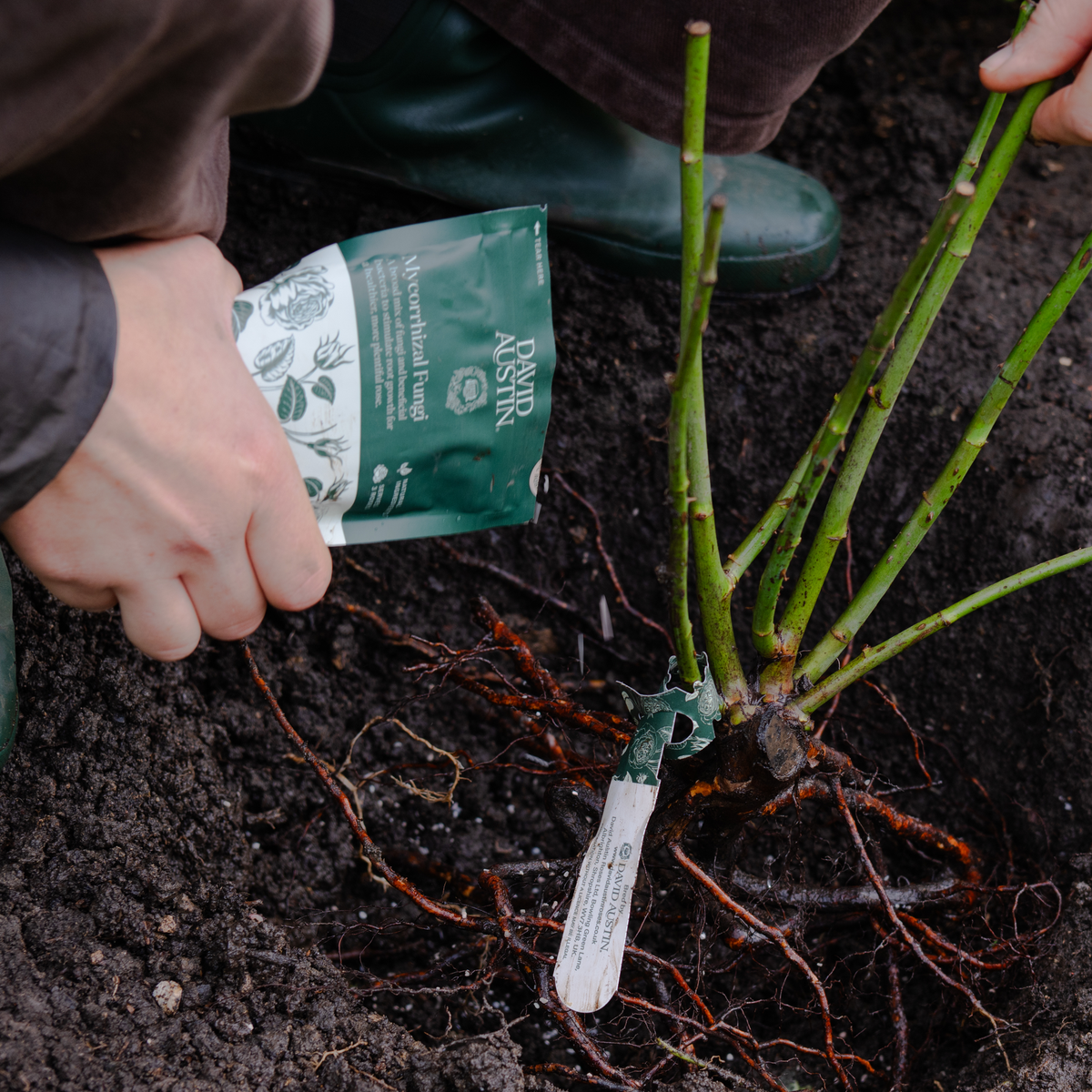 A gardener's hand can be seen sprinkling a white granular powder onto the roots of a bare root rose plant just before it is put into its planting hole. The rose has a white label denoting it's David Austin name.