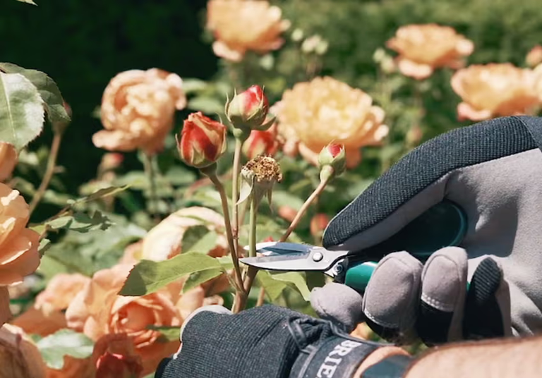 A Guide to Deadheading Roses | David Austin