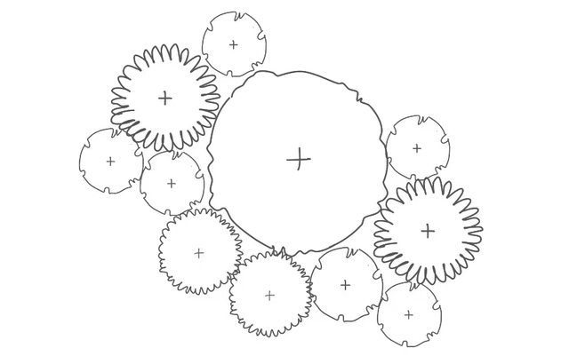 A Guide to Rose Planting Distances | David Austin