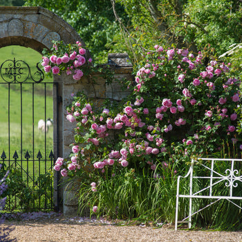 For Walls or Fences