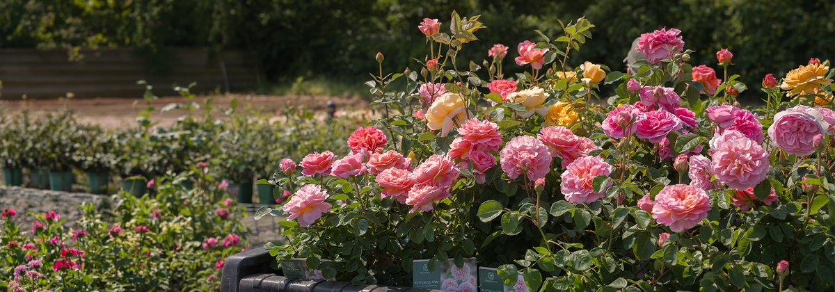 Potted Roses - David Austin Roses