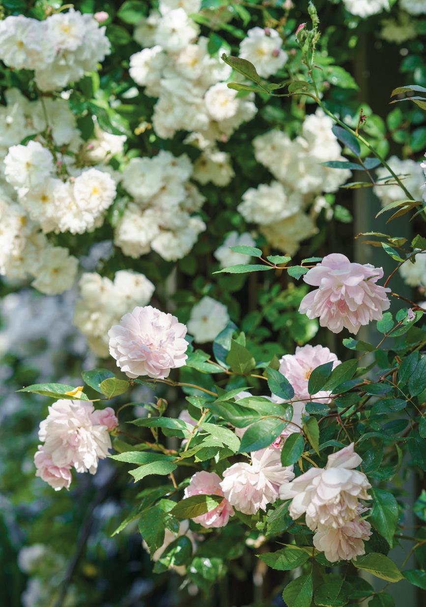 Mary Delany pink rose bred by David Austin
