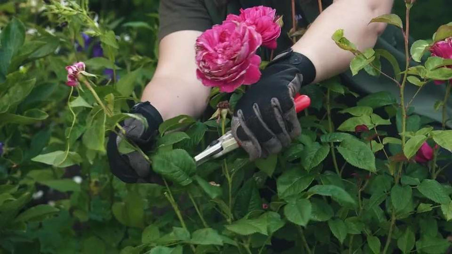 How To Move Your Rose