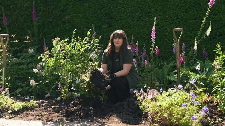 Rose Move How To Move Your Rose