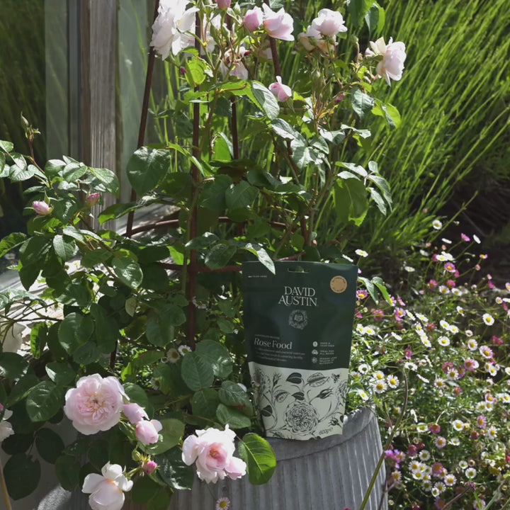 David Austin® Controlled Release Rose Food