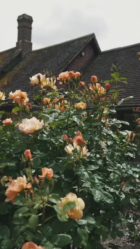 The Lark Ascending, an apricot shrub rose, with beautiful open-cup shaped blooms. Captured in the David Austin Roses Gardens, Shropshire, England.