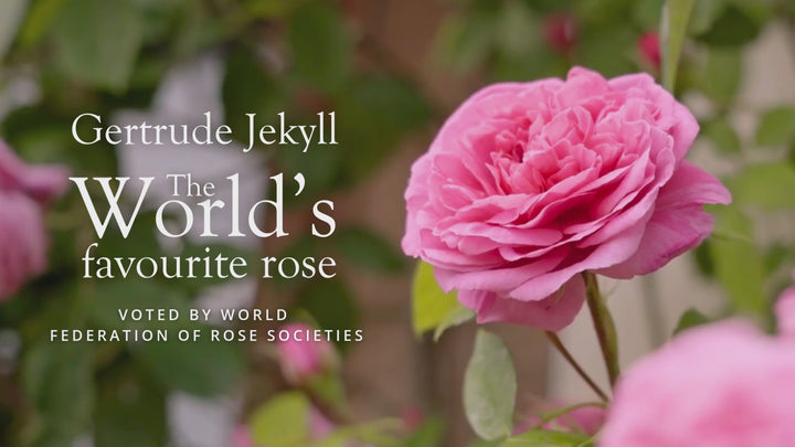 Video of a combination of footage of Gertrude Jekyll, pink rose bred by David Austin for the world's favourite rose award