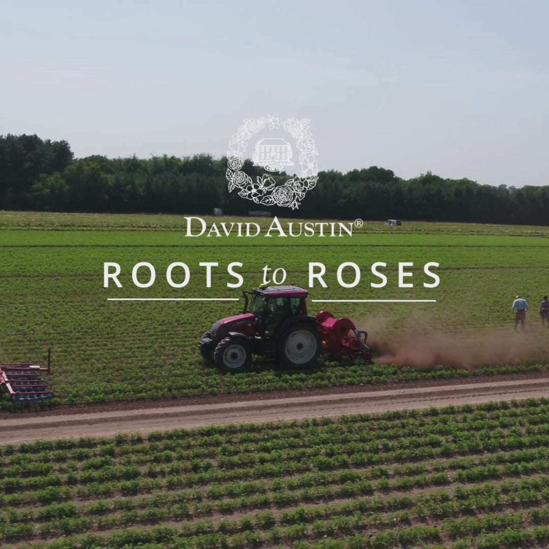 English Roses from David Austin Roses | Bare Root & Potted Plants