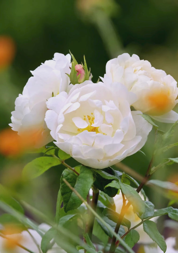 Sir David Beckham white rose bred by David Austin 
