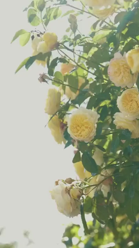 The Pilgrim an English climbing rose with soft, butter yellow blooms. Captured in locations, including growing up a 10ft wall and over an arch, around the David Austin Roses Gardens in Shropshire, England. 