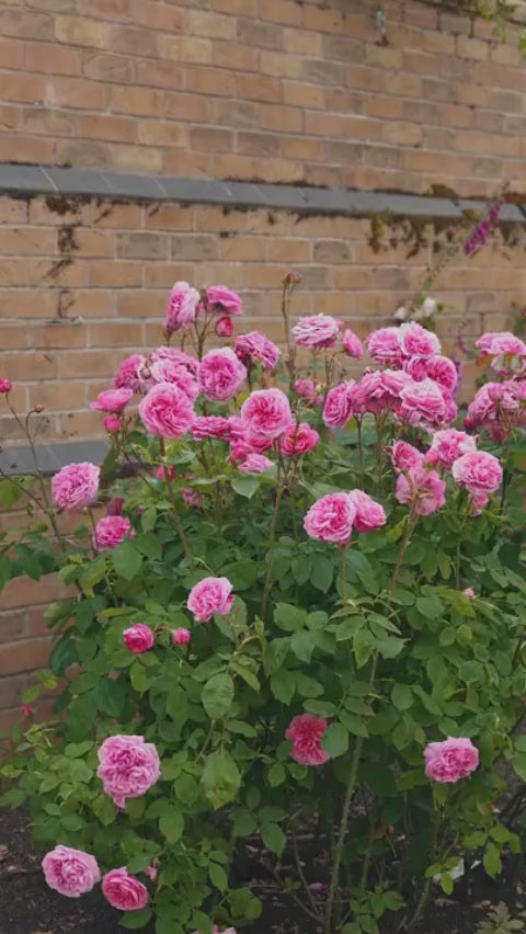 A video of Gertrude Jekyll shrub rose, with rosette-shaped flowers of bright glowing pink, captured around the grounds of David Austin plant centre in Shropshire, England.