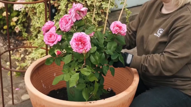 How To Plant Your Potted Climbing Rose In A Pot