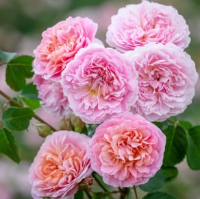 Most Fragrant Rambling Roses | David Austin Roses